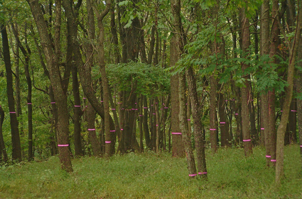 Dense woodland view of Cut Here installation at Schuylkill Center - pink surveyor's tape marking trees at consistent height throughout Philadelphia nature preserve
