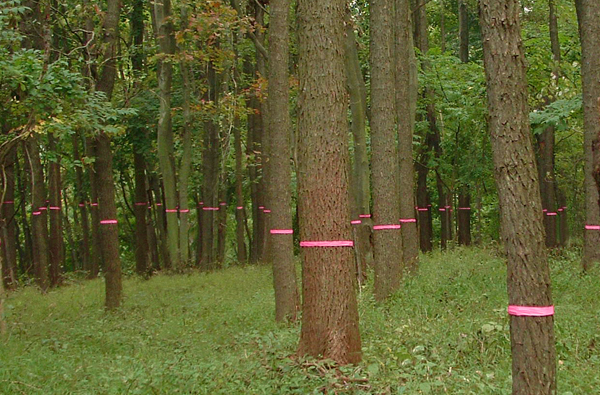 Close-up of Cut Here environmental art installation - pink construction tape creating emerging horizontal line across tree trunks in Philadelphia woodland