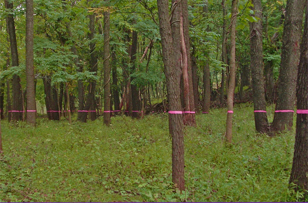 Cut Here installation by Edward Dormer - pink surveyor's tape creating strong horizontal line across Schuylkill Center forest from specific vantage point