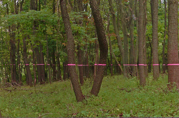 Section of Cut Here installation in Philadelphia nature preserve - pink construction tape on scattered tree trunks demonstrating how perspective shapes perception