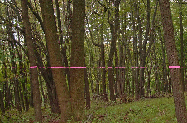Cut Here: Instruction, Command, Option - pink tape creating continuous line across forest at Schuylkill Center, highlighting structured decision-making in nature