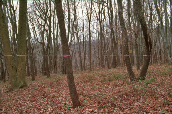 Winter view of Cut Here installation at Schuylkill Center - pink surveyor's tape on leafless trees showing seasonal transformation of environmental art