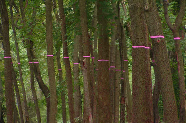 Close-up perspective of Cut Here environmental art - fragmented pink tape on multiple tree trunks showing how position affects perception of installation