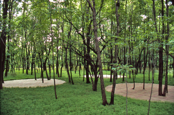 "View of tree trunks punctuating triangular configuration—dialogue between nature and order."