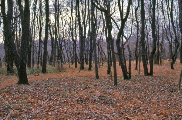 "Historical references layered with material decay—land art engaging global trade cycles."