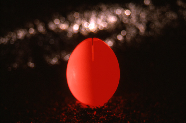 Vibrant red eggshell against dark background in Minefield art installation - conceptual exploration of fragility at Minima Gallery Philadelphia