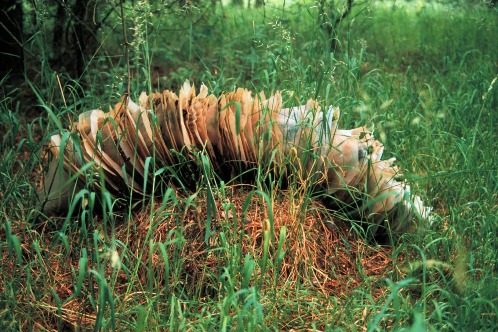 Underfoot installation (1 meter) at Gärten der Sinne - plastic forms resembling fossils or fungi creating artificial intrusion in natural German forest setting