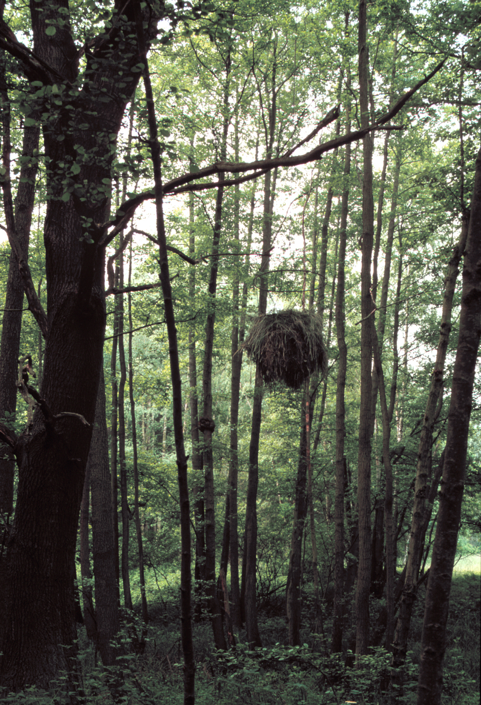 Out of Reach installation at Gärten der Sinne - suspended manger 9 meters high among trees demonstrating futility of human intervention in nature