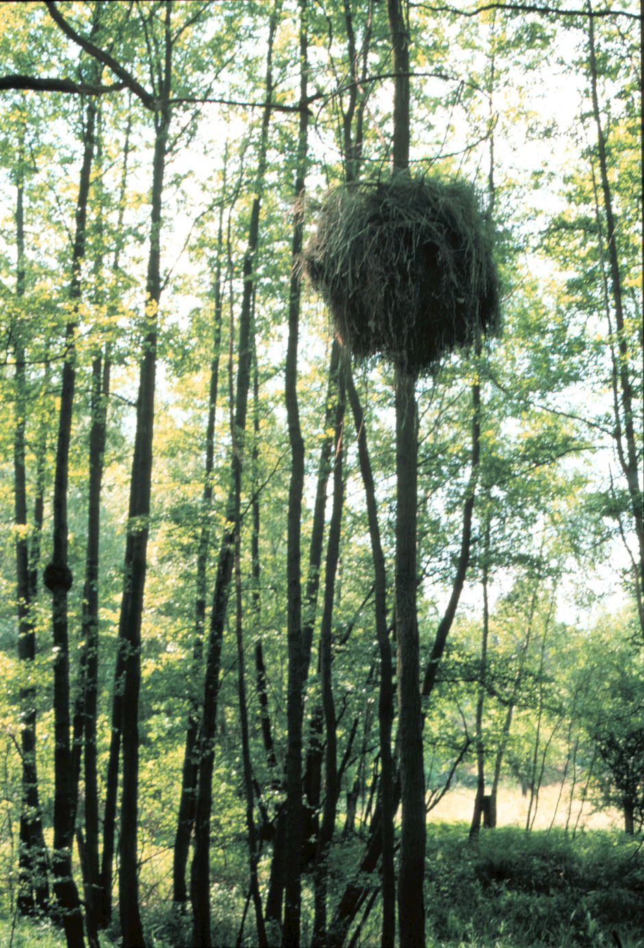 Sunlit view of Out of Reach installation at Gärten der Sinne - elevated manger emphasizing inaccessibility theme in Edward Dormer's environmental art in German forest